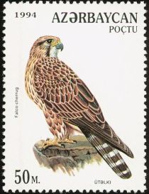 Saker Falcon (Falco cherrug)