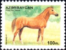 Karabakh Horse (Equus ferus caballus)