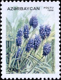 Grape Hyacinth (Muscari elecostomum)