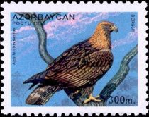 Golden Eagle (Aquila chrysaetos)