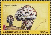 Parasol Mushroom (Lepiota procera)