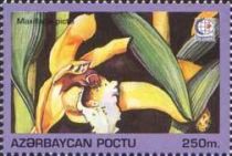 Brasiliorchis Picta (Maxillaria picta)