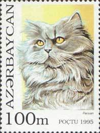 Persian (Felis silvestris catus)