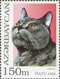 Chartreux (Felis silvestris catus)