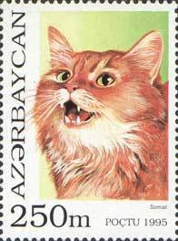 Somali (Felis silvestris catus)