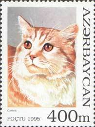 Cymric (Felis silvestris catus)