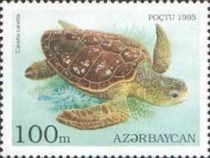 Loggerhead (Caretta caretta)