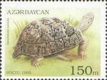 Leopard Tortoise (Geochelone pardalis)