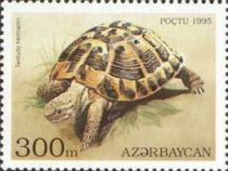 Hermann's Tortoise (Testudo hermanni)