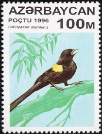 Yellow-mantled Widowbird (Euplectes macroura)