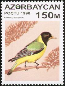 Black-hooded Oriole (Oriolus xanthomus)