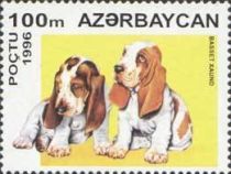 Basset Hound (Canis lupus familiaris)