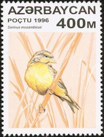 Yellow-fronted Canary (Serinus mozambicus)