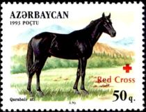 Qarabair Horse (Equus ferus caballus) - Overprint