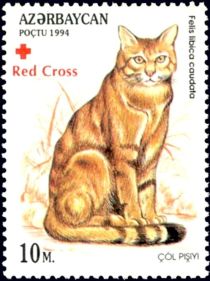 African Wildcat (Felis libica caudata) - Overprint