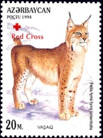 Lynx (Felis lyns lyns orientalis) - Overprint