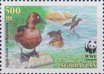 Ferruginous Duck (Aythya nyroca)