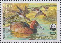 Ferruginous Duck (Aythya nyroca)