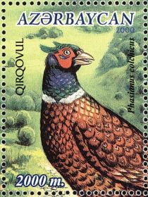 Common Pheasant (Phasianus colchicus)