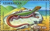 Armenian Rock Lizard (Laserta saxcola)