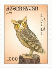 Eurasian Scops Owl (Otus scops)