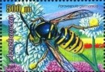 German Yellow Jacket Wasp (Paravespula germanica)