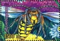 Giant Hornet (Vespa crabro)