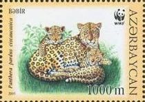 Caucasian Leopard  (Panthera pardus ciscaucasica)