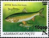 Caspian Kutum (Rutilus frisii kutum) - Surch and Opt