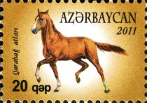 Karabakh Horse (Equus ferus caballus)