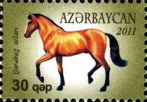 Karabakh Horse (Equus ferus caballus)