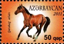 Karabakh Horse (Equus ferus caballus)