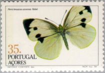 Azorean Cabbage White (Pieris brassicae azorensis)