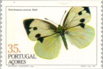 Azorean Cabbage White (Pieris brassicae azorensis)