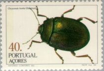 Leaf Beetle(Chrysomela banksi)