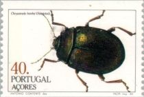 Leaf Beetle (Chrysomela banksi)