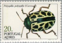 Leaf Beetle (Polyspilla polyspilla)