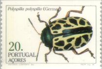 Leaf Beetle (Polyspilla polyspilla)