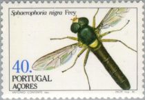 Hover Fly (Sphaerophoria nigra)