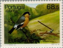 Azores Bullfinch (Pyrrhula murina)