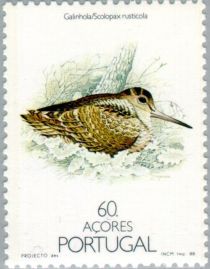 Eurasian Woodcock (Scolopax rusticola)