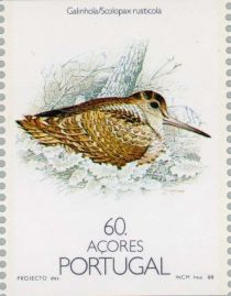 Eurasian Woodcock (Scolopax rusticola)