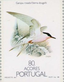 Roseate Tern (Sterna dougallii)