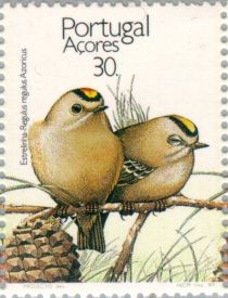 Sao Miguel Goldcrest (Regulus regulus azoricus)