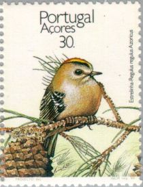 Sao Miguel Goldcrest (Regulus regulus azoricus)