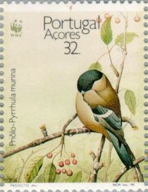 Azores Bullfinch (Pyrrhula murina)