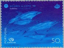 Atlantic Spotted Dolphin (Stenella frontalis)