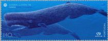 Sperm Whale (Physeter macrocephalus)