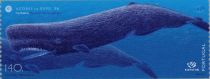 Sperm Whale (Physeter macrocephalus)