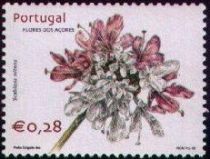 Scabiosa nitens